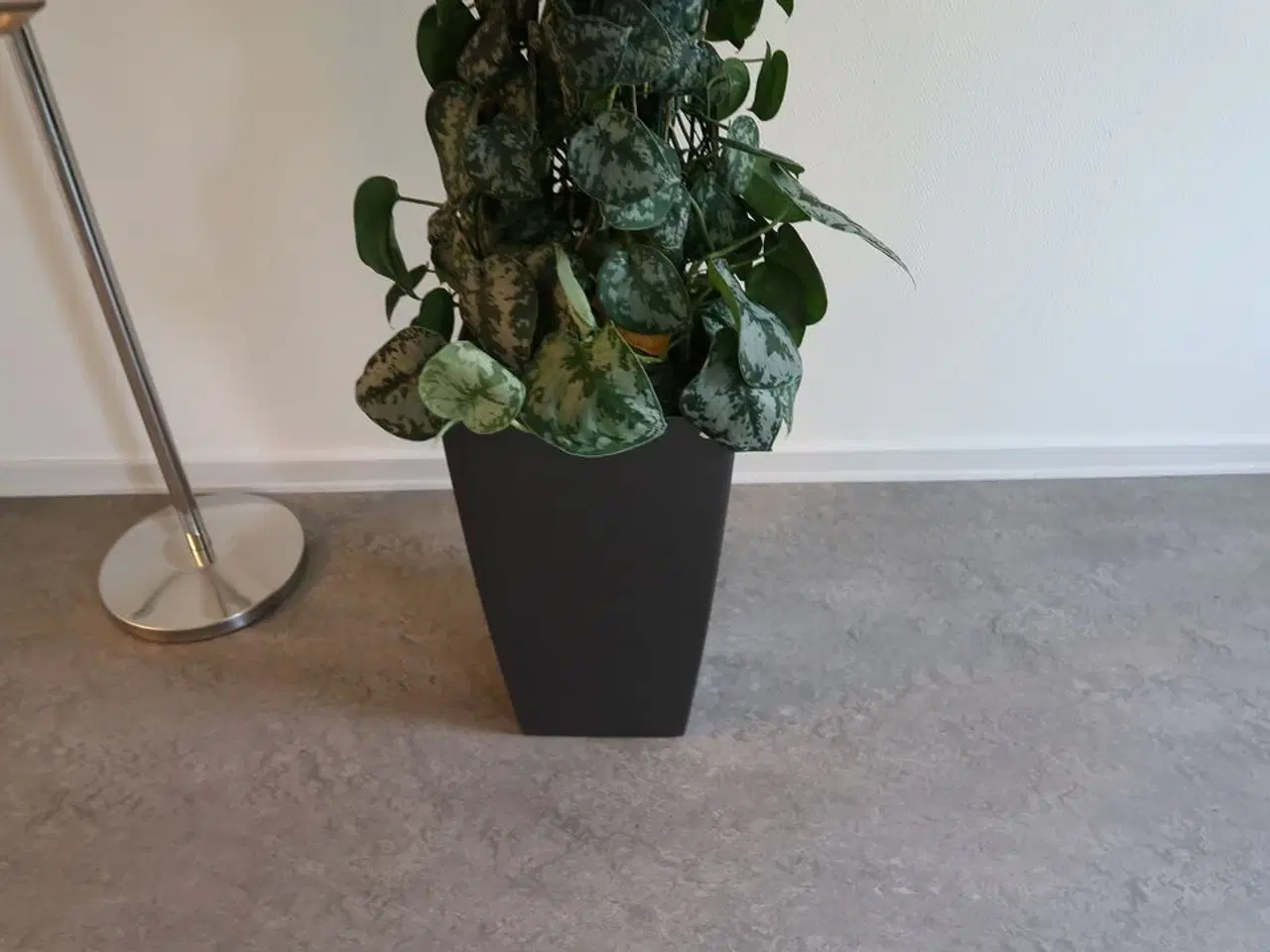 Billede 3 - Plante i krukke