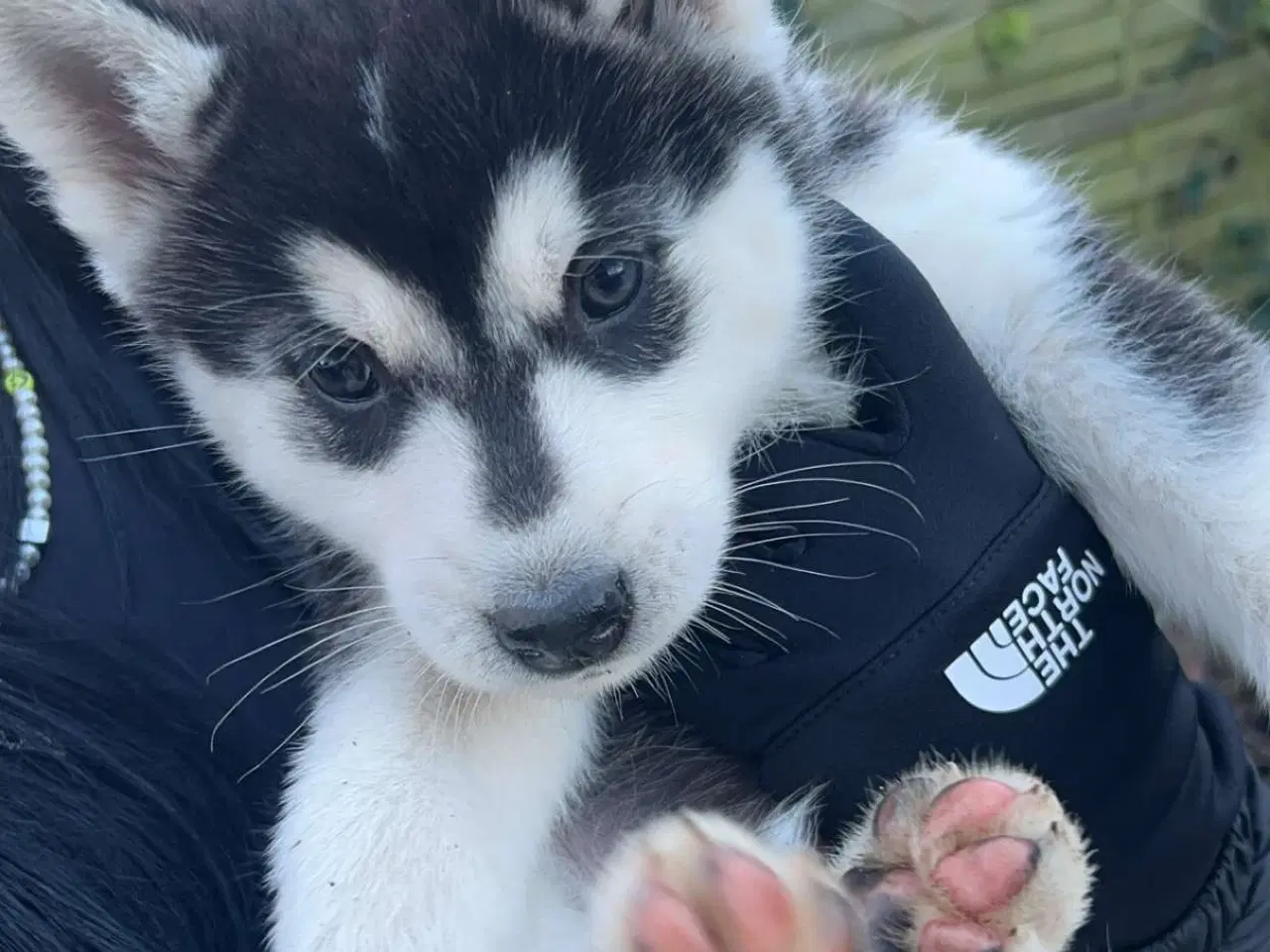 Billede 1 - Husky han og hun hvalp 