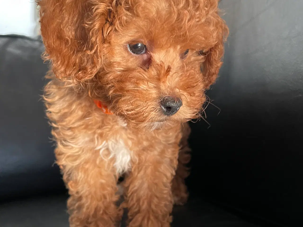 Billede 5 - Havapoo hvalpe - salgsklare..!