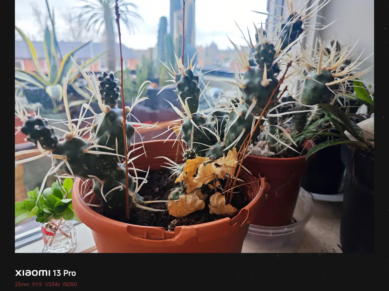 Billede 5 - Sukkulenter og Kaktusser (hjemmeprojekt)