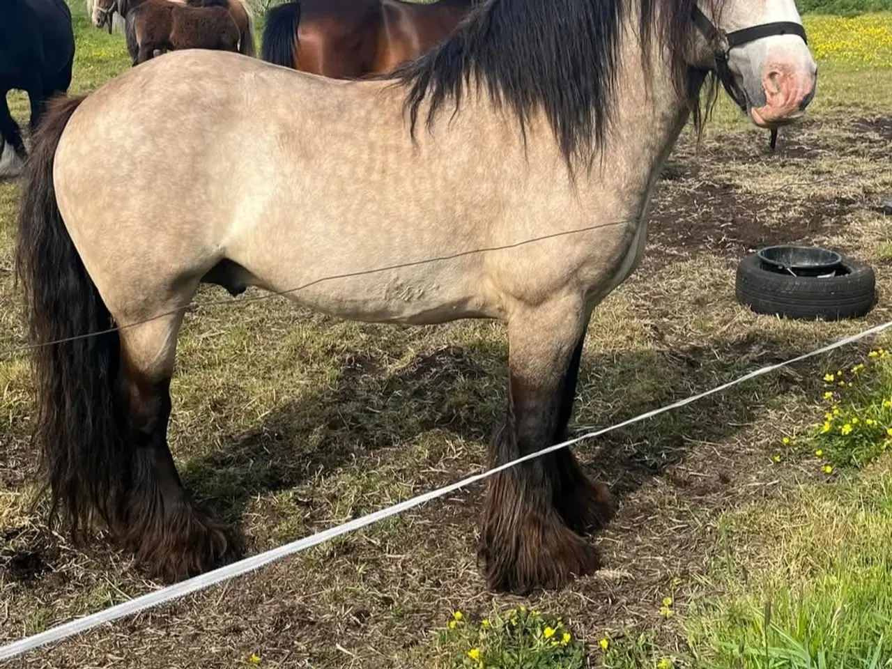 Billede 6 - Skøn irish cob hoppe