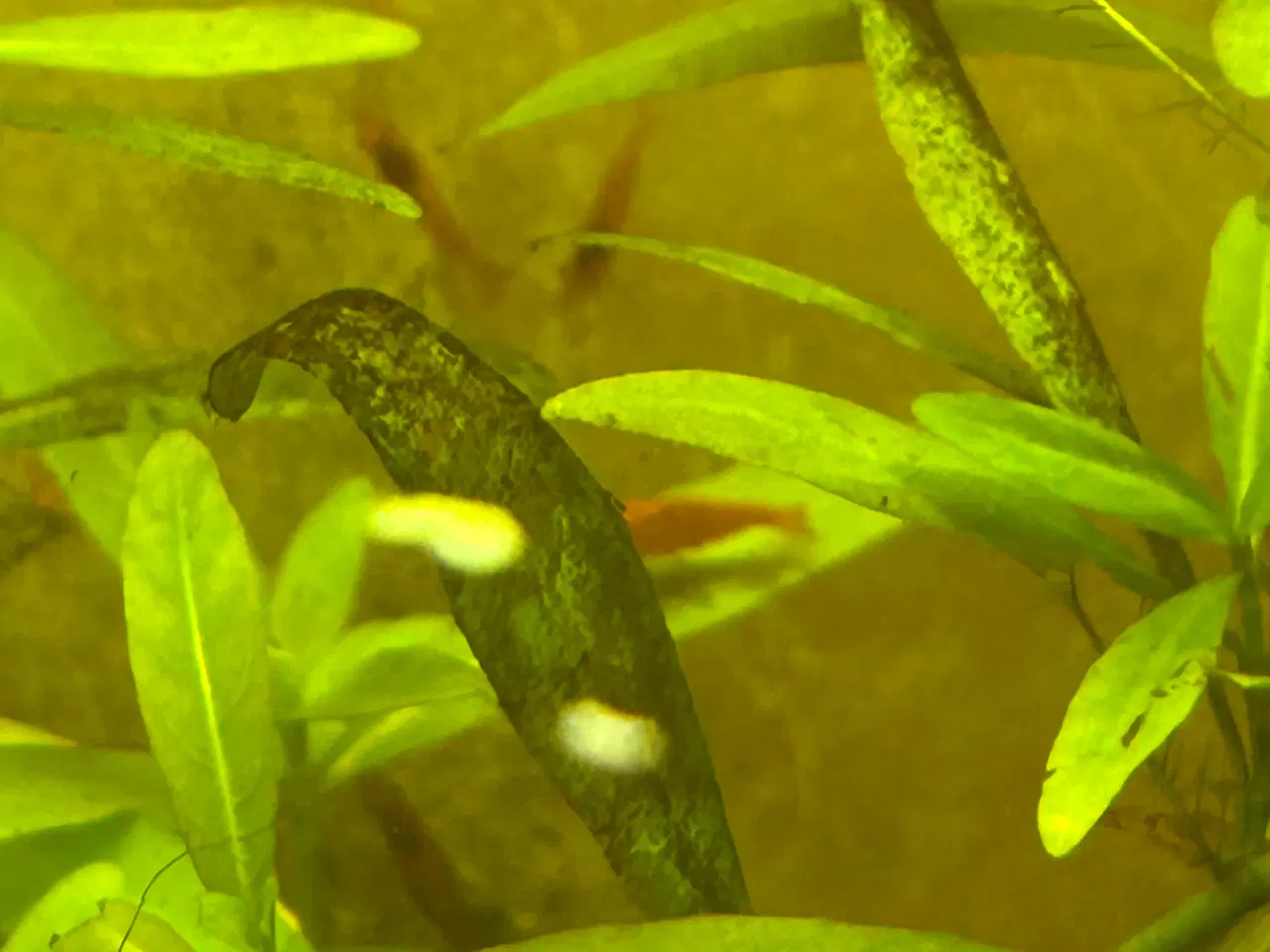 Billede 4 - 🦐🍒 Flotte lys røde kirsebærrejer – Viby J