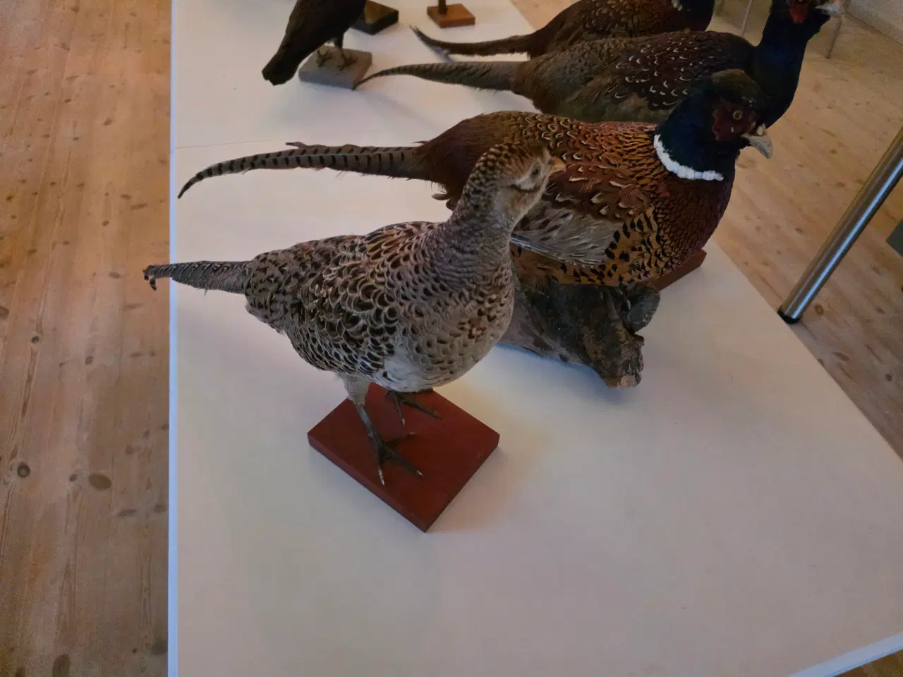 Billede 5 - Fasaner, Kragefugle og due, samlet eller opdelt