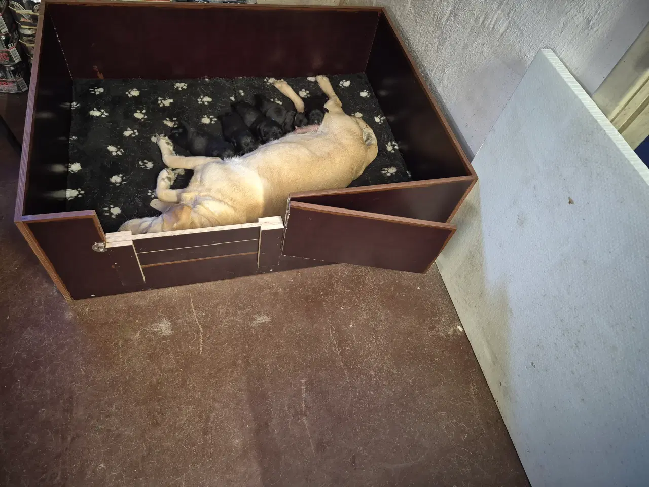 Billede 2 - Labrador hvalpe 