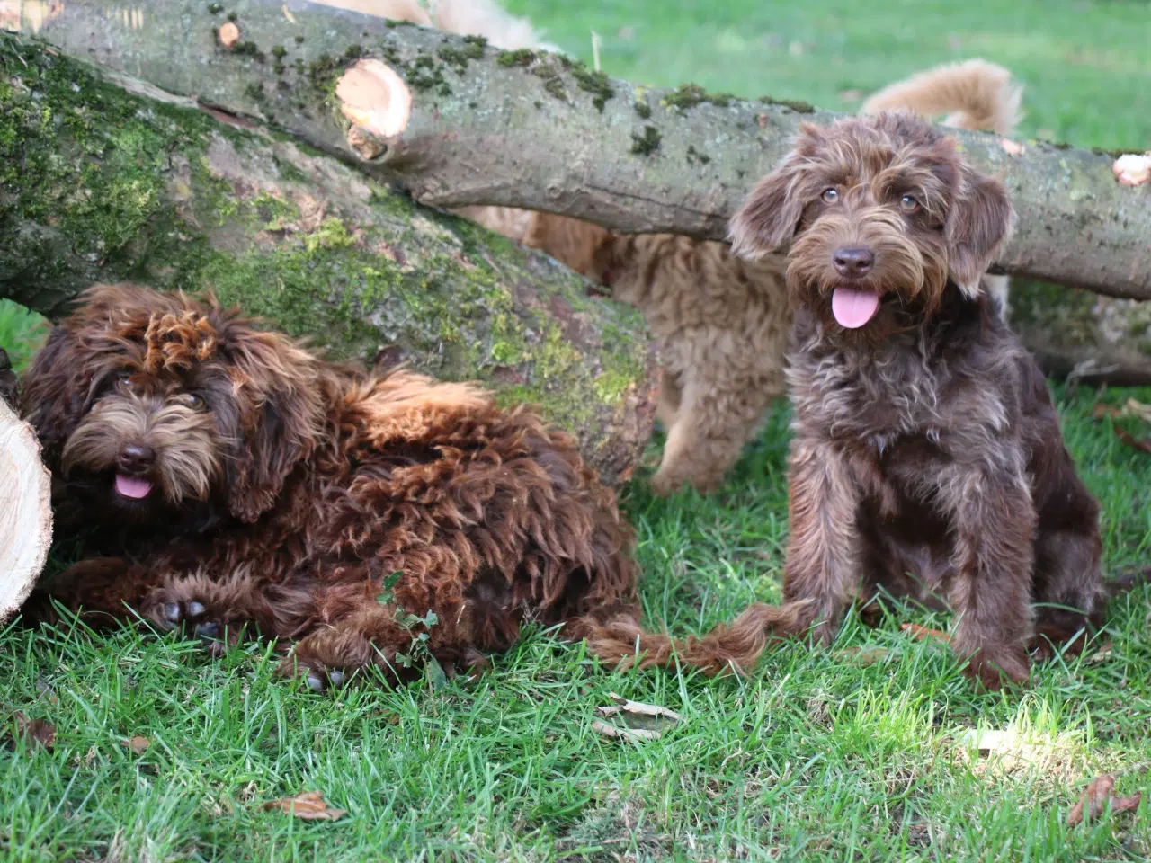 Billede 7 - Goldendoodle Doodledoodle Cavapoo