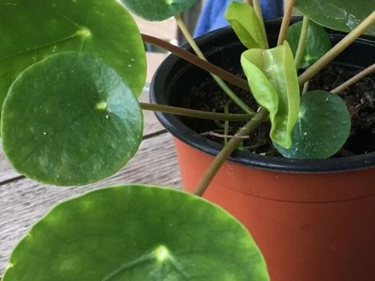 Billede 1 - Plante, pilea