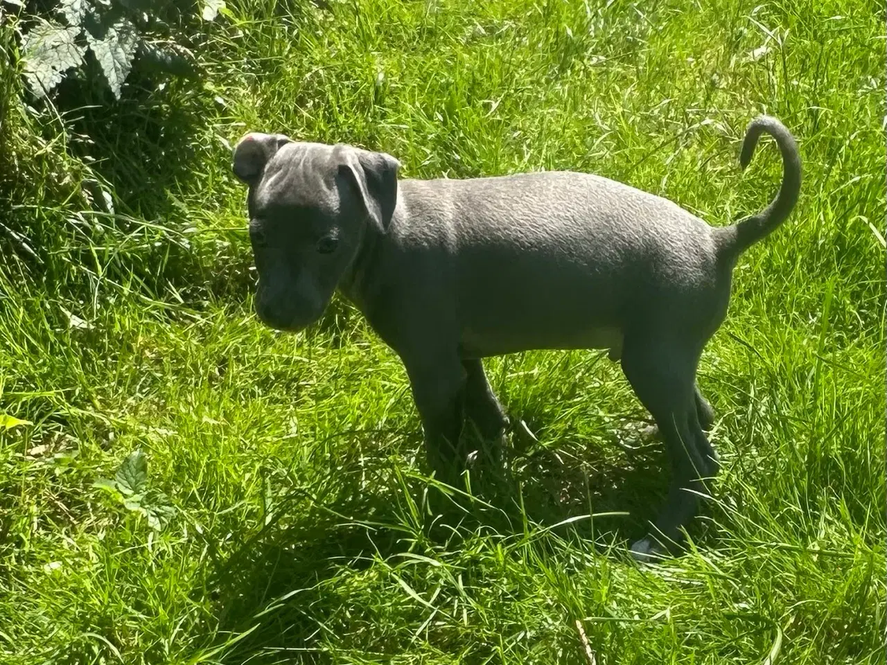 Billede 1 - Italiensk mynde / whippet 
