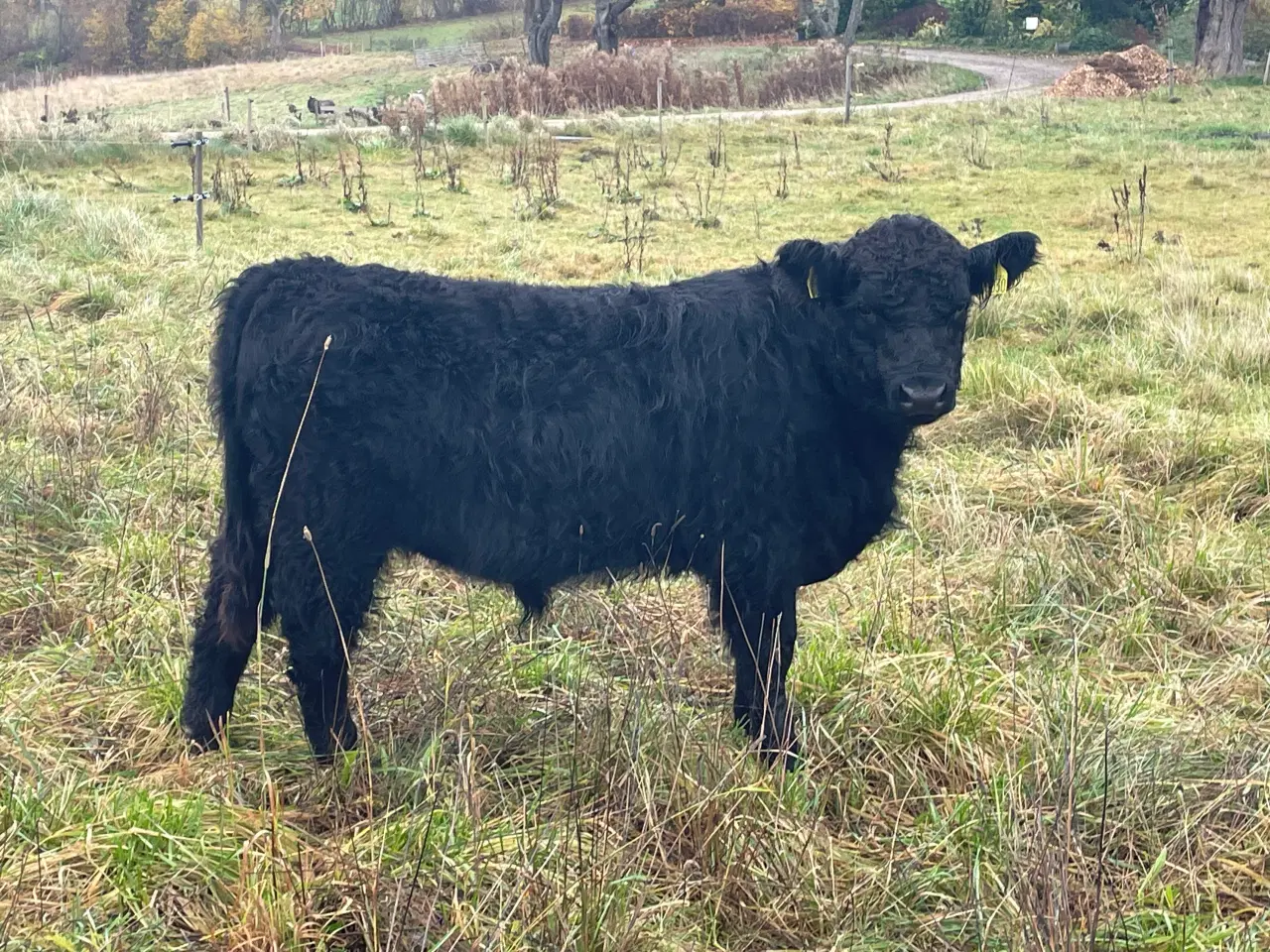 Billede 1 - 1 rigtig fingalloway tyre