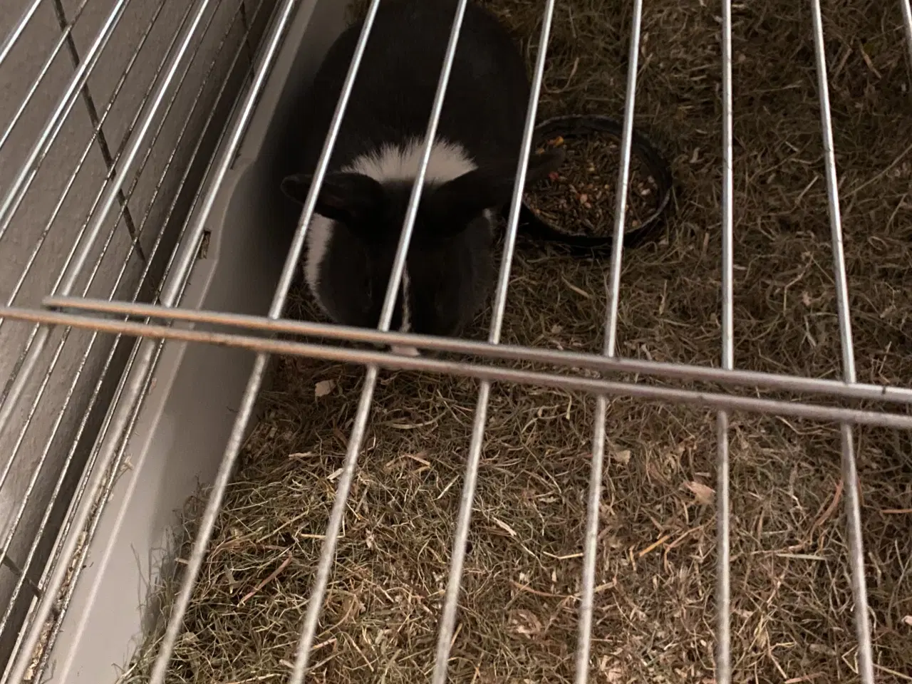 Billede 1 - Kanin til salg 