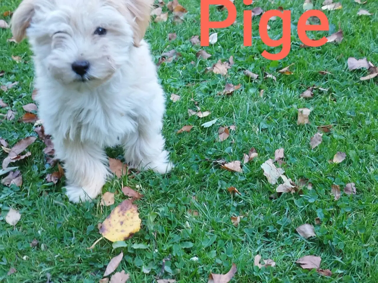 Billede 3 - Bichon Havanais hvalpe piger