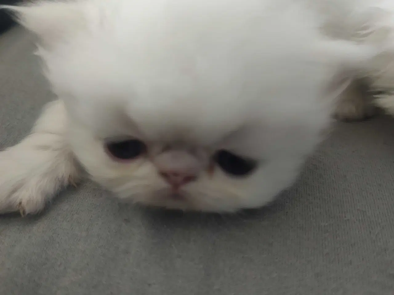 Billede 10 - Perser killinger 