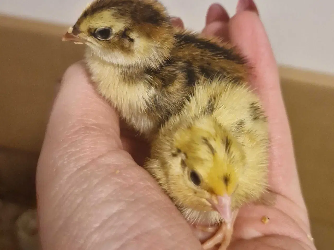 Billede 2 - Jumbo vagtler - daggamle