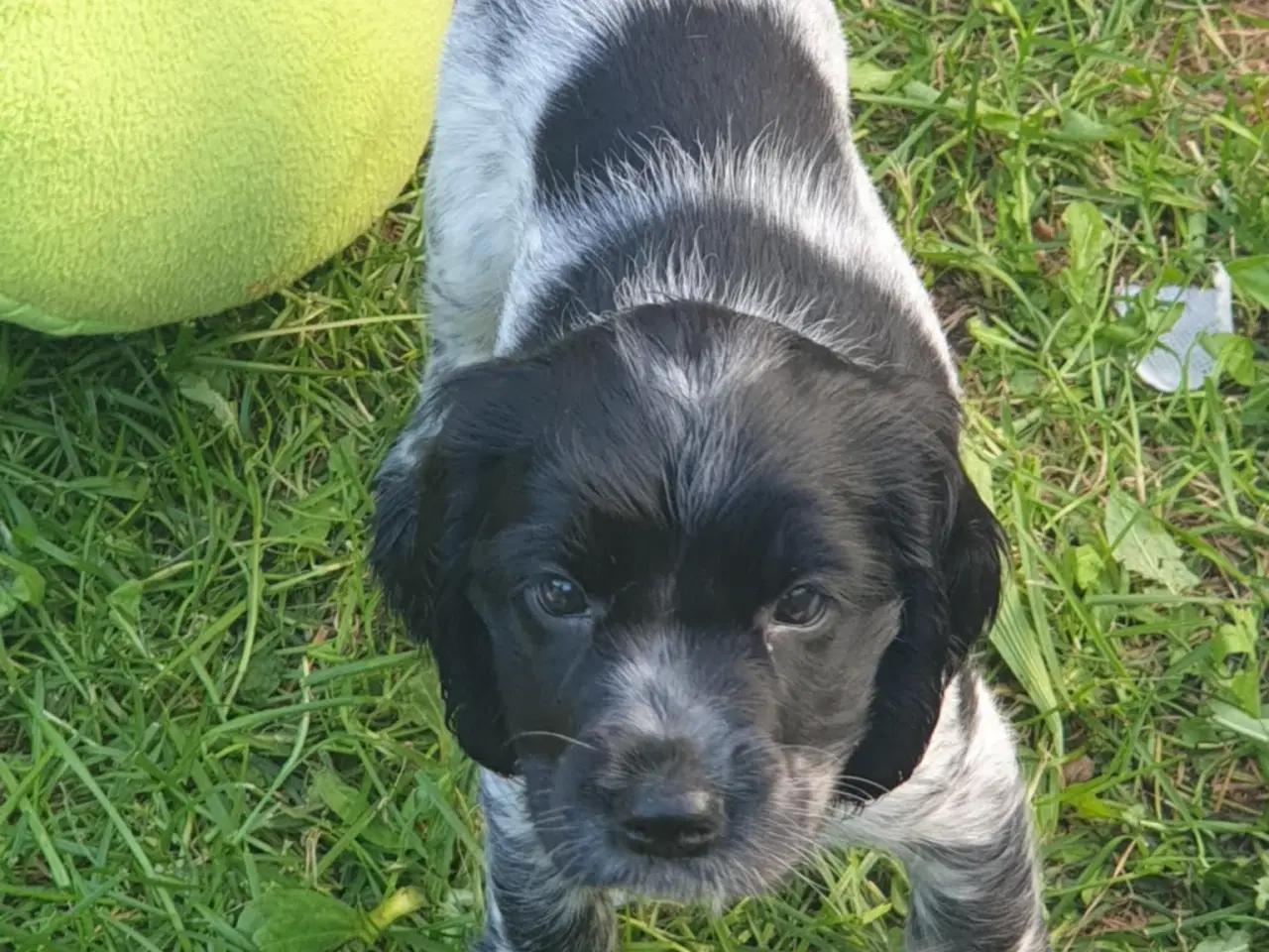 Billede 4 - engelsk cocker spaniel