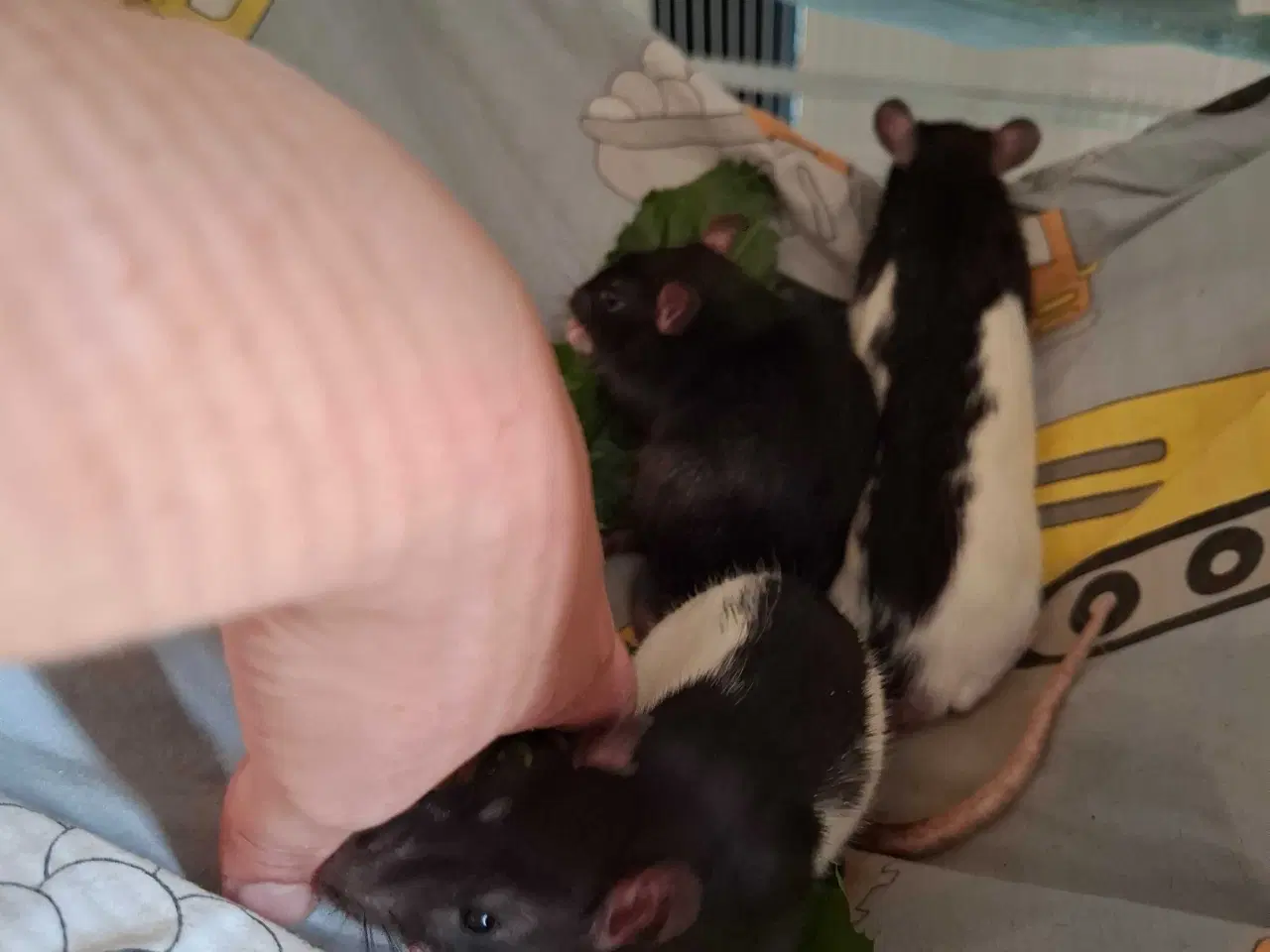 Billede 5 - 3 han kælerotter unger 