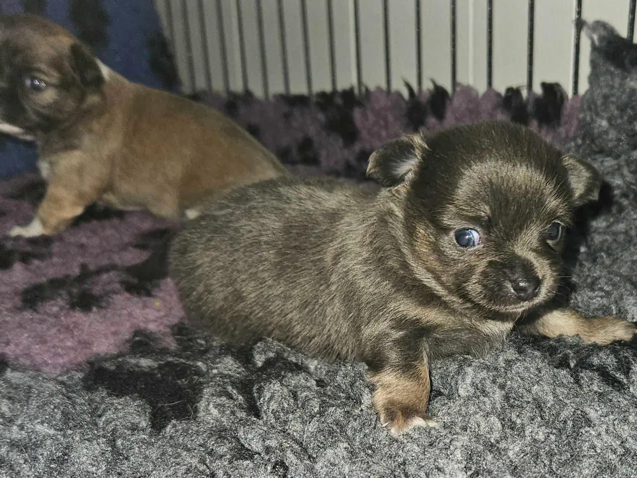 Billede 6 - 3 drenge 2 langhåret 1 korthårog 1 pige langhåret 