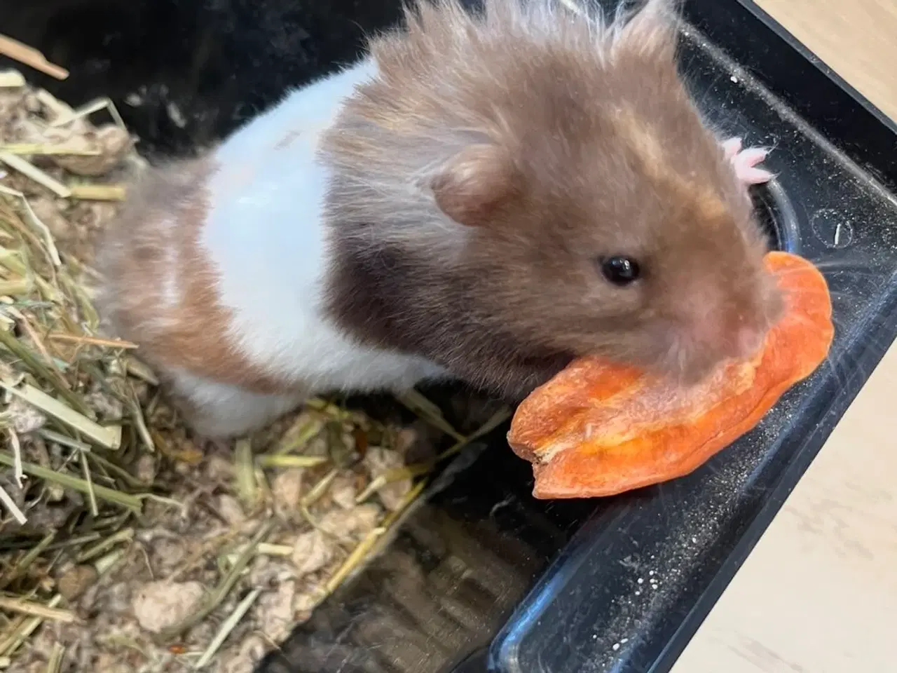 Billede 3 - Langhåret guldhamster unger 