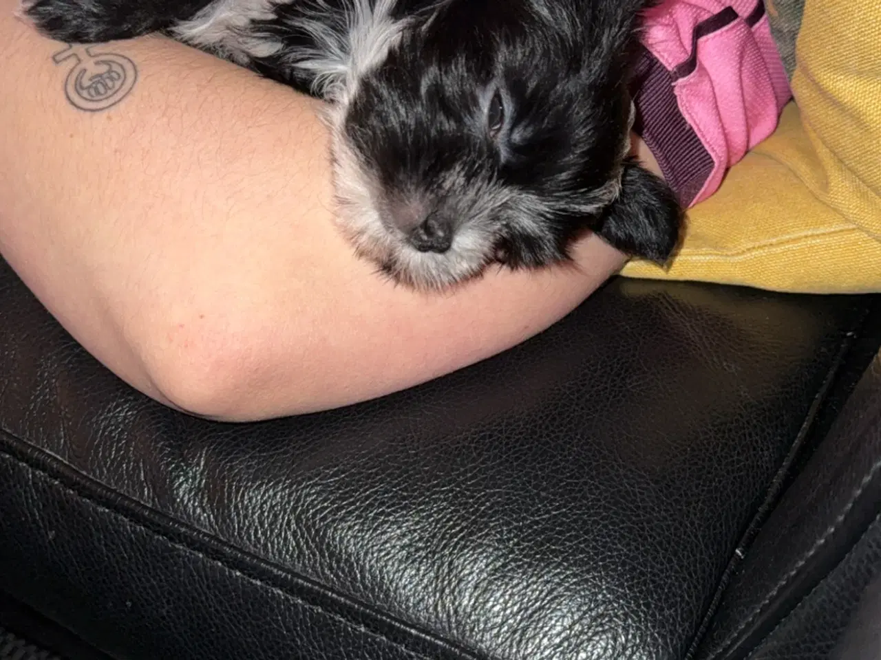 Billede 1 - Mini yorkshire terrier