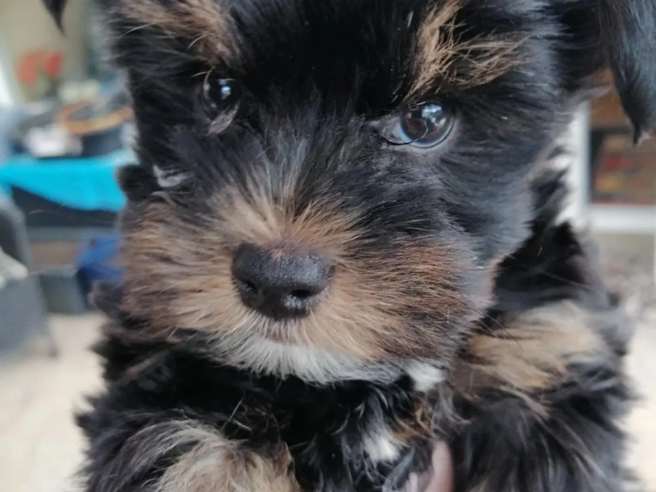Billede 6 - Biewer Yorkshire Terrier Hvalpe