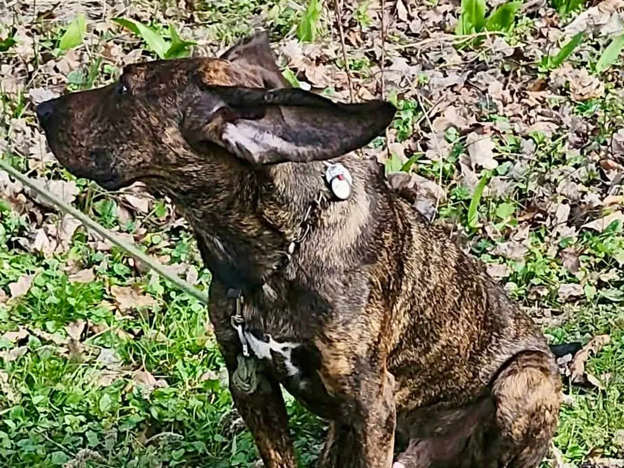 Billede 12 - Dejlige, finurlige Rollo søger ait ønskehjem 🏡💝