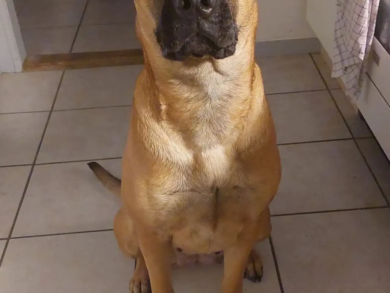 Billede 1 - Hunde søger 