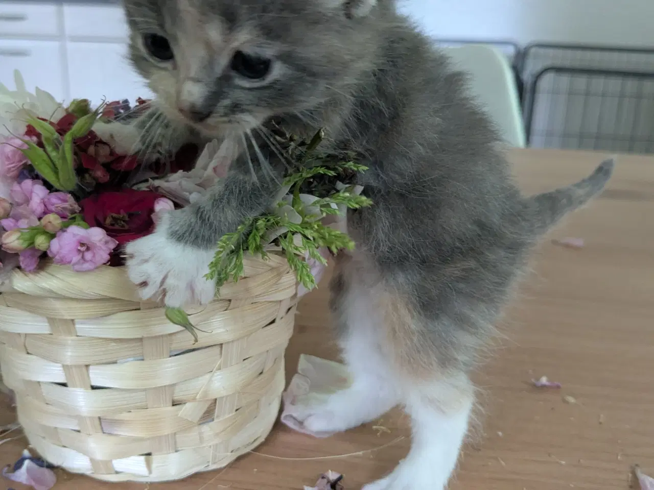 Billede 2 - Maine Coon mix killinger 5 hunner 1 han