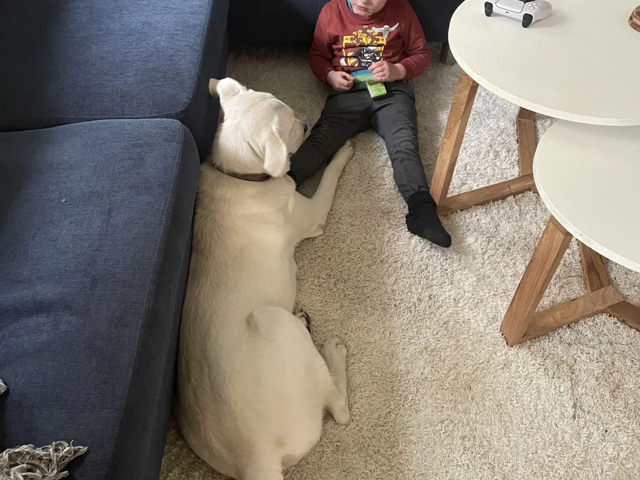 Billede 16 - Hvalpe - Labrador Retriever blanding