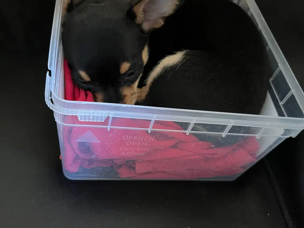 Billede 6 - Chihuahua Hvalp