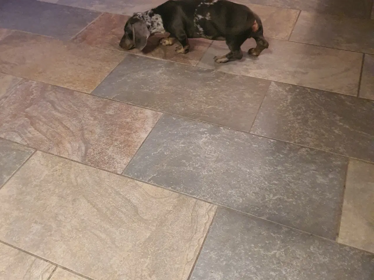 Billede 4 - Korthåret Gravhund unik merle farvet