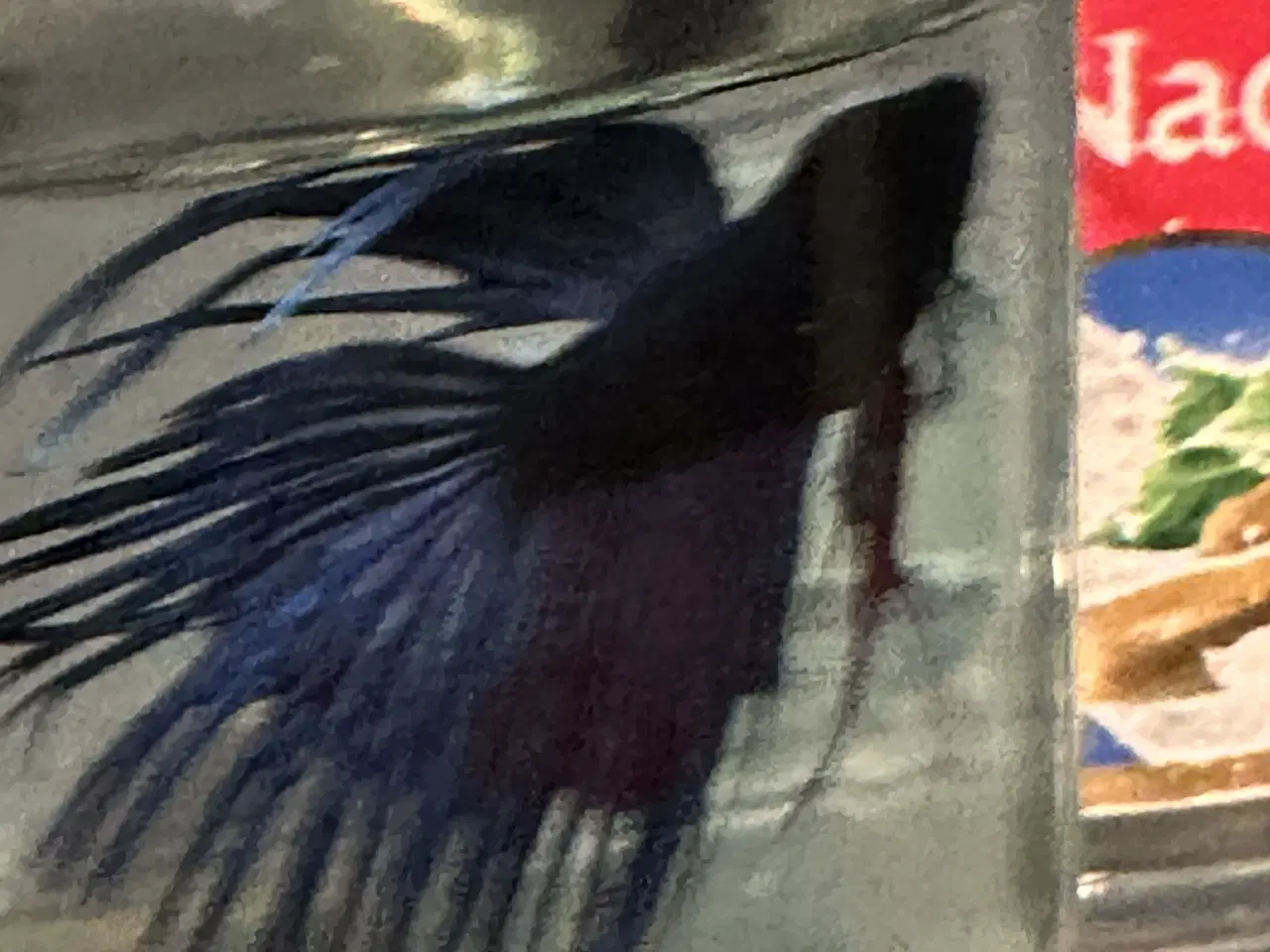 Billede 1 - Crown taill hanner campfisk