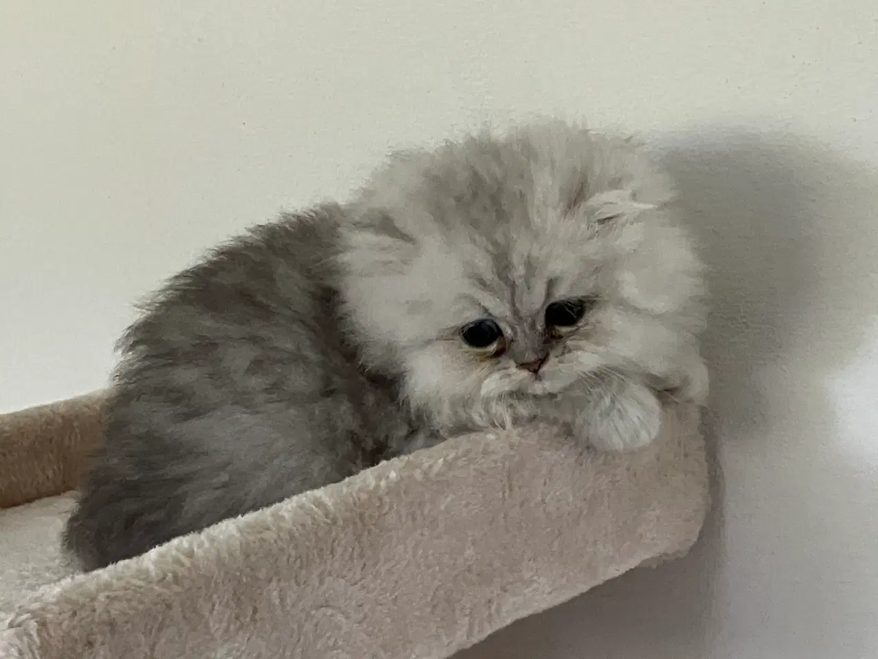 Billede 3 - Perser / British Shorthair