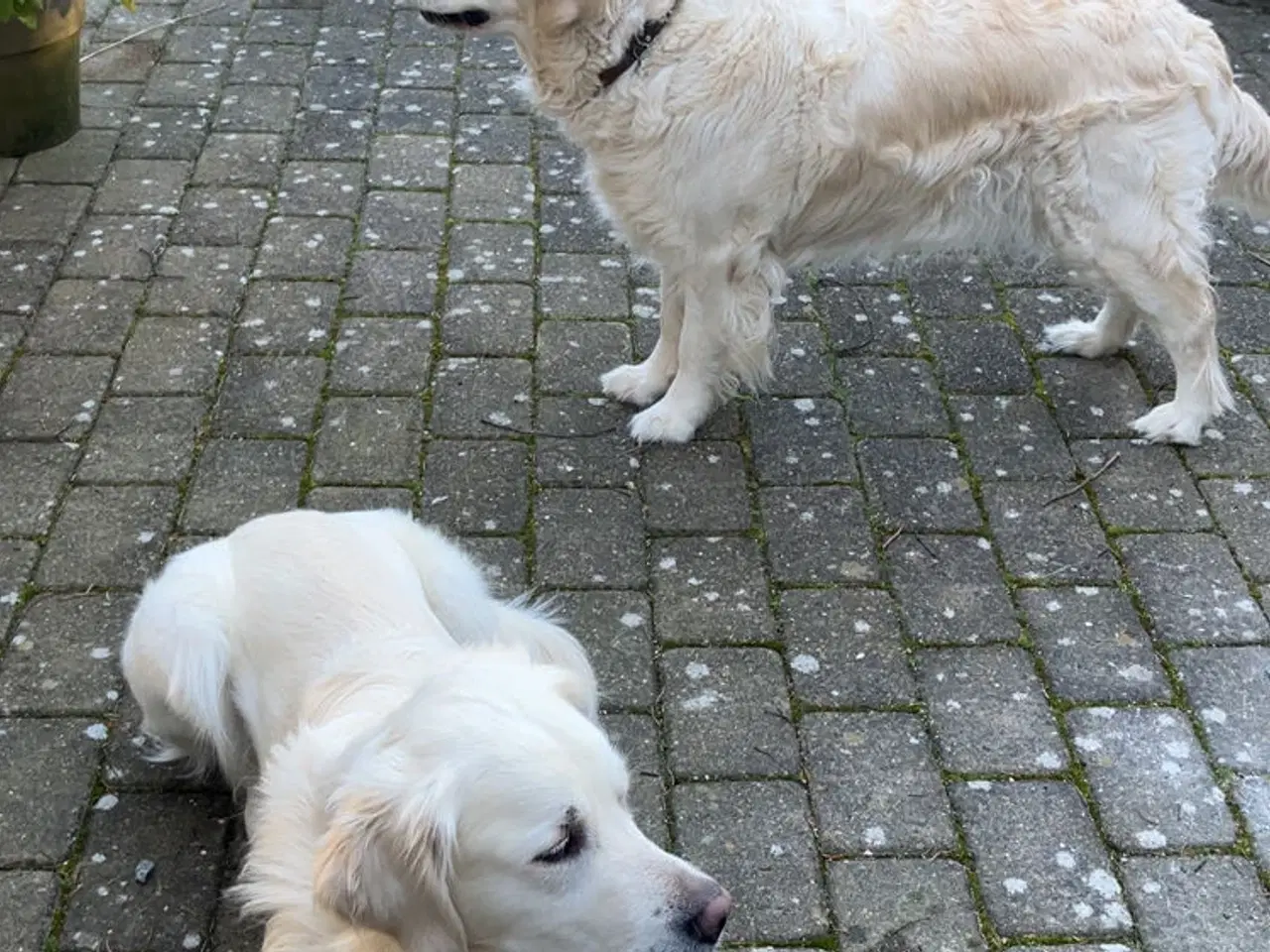 Billede 4 - Golden retriever