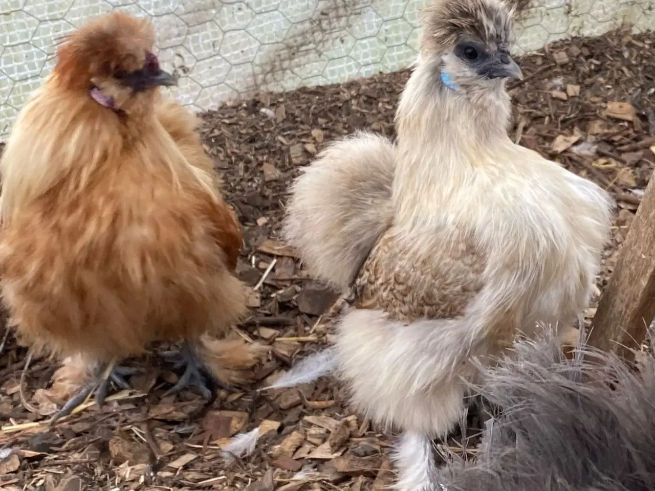 Billede 1 - Silkie Rugeæg 