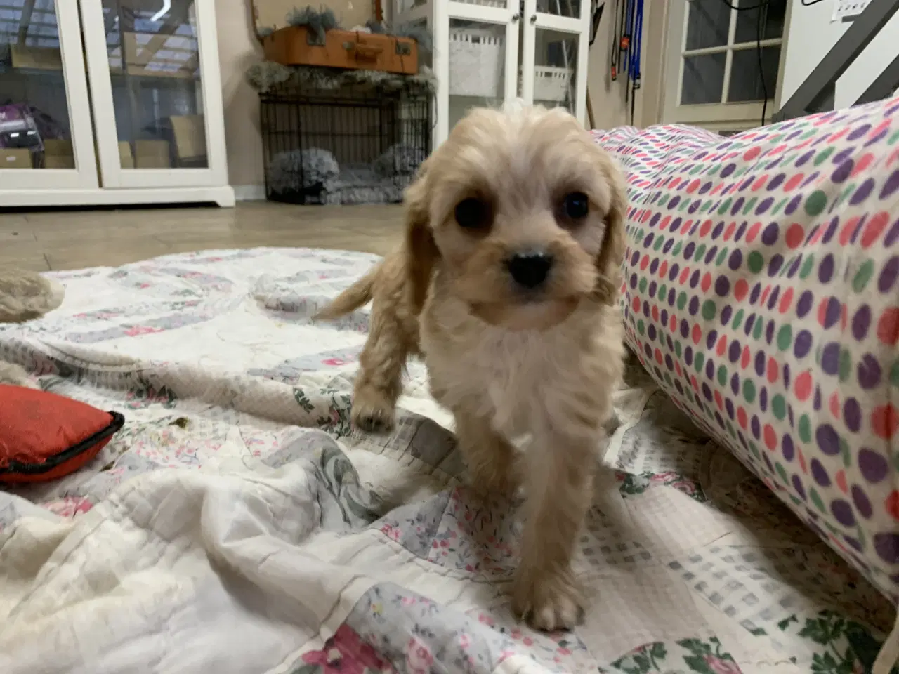 Billede 8 - Mini cavapoo babyer F1