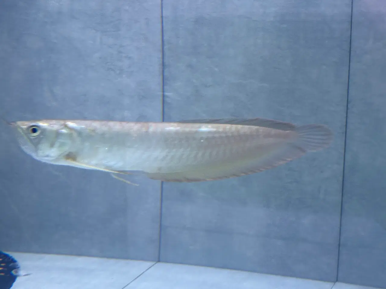 Billede 3 - Silver Arowana 