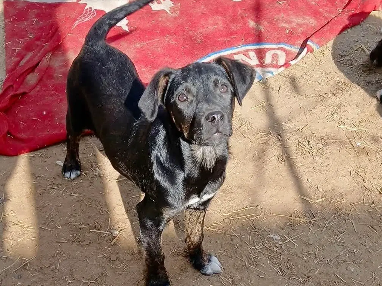 Billede 1 - Lille søde Grace leder efter sin helt egen familie