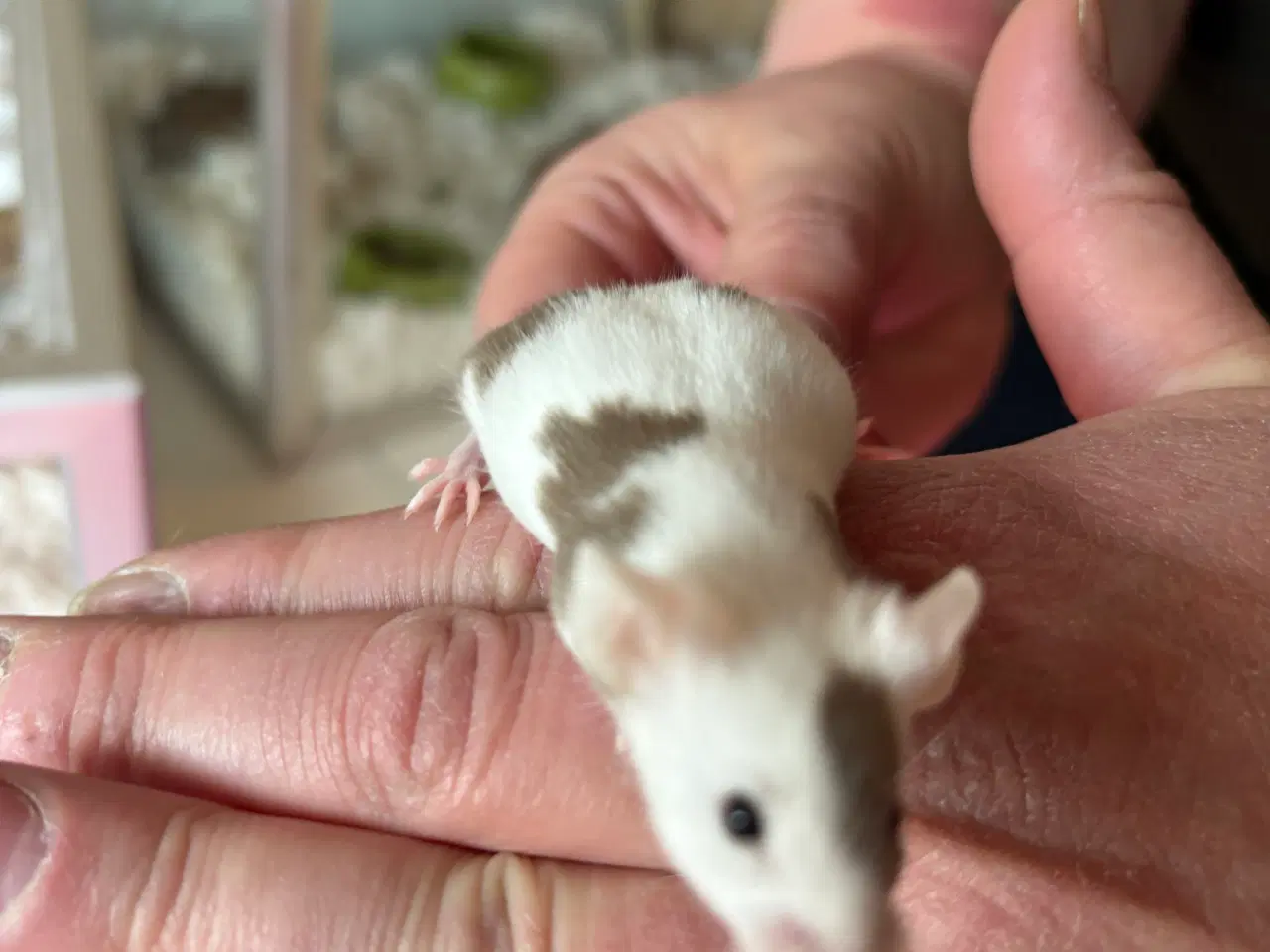 Billede 7 - Flerfarvede/plettede mus