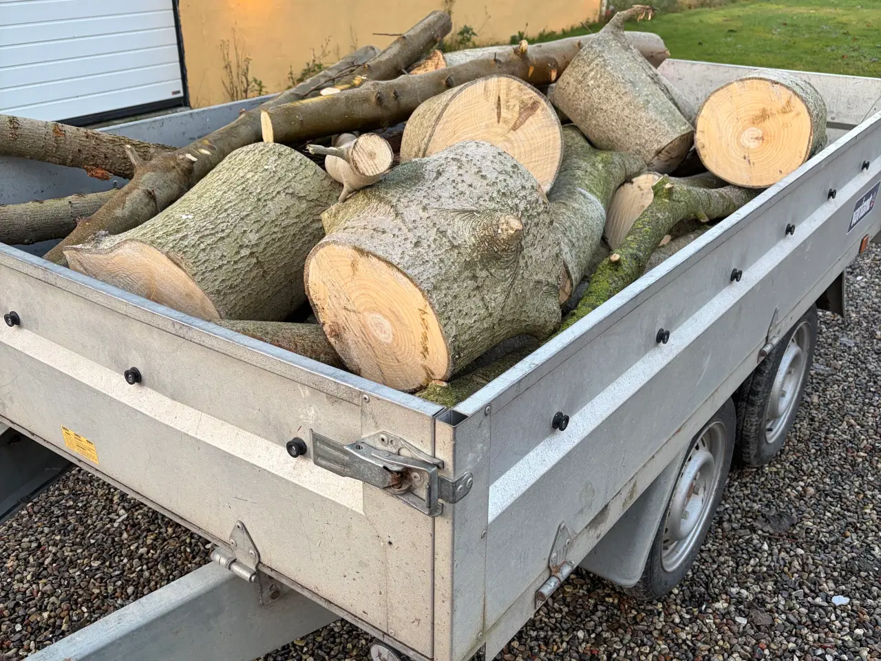 Billede 1 - Nyfældet løvtræ