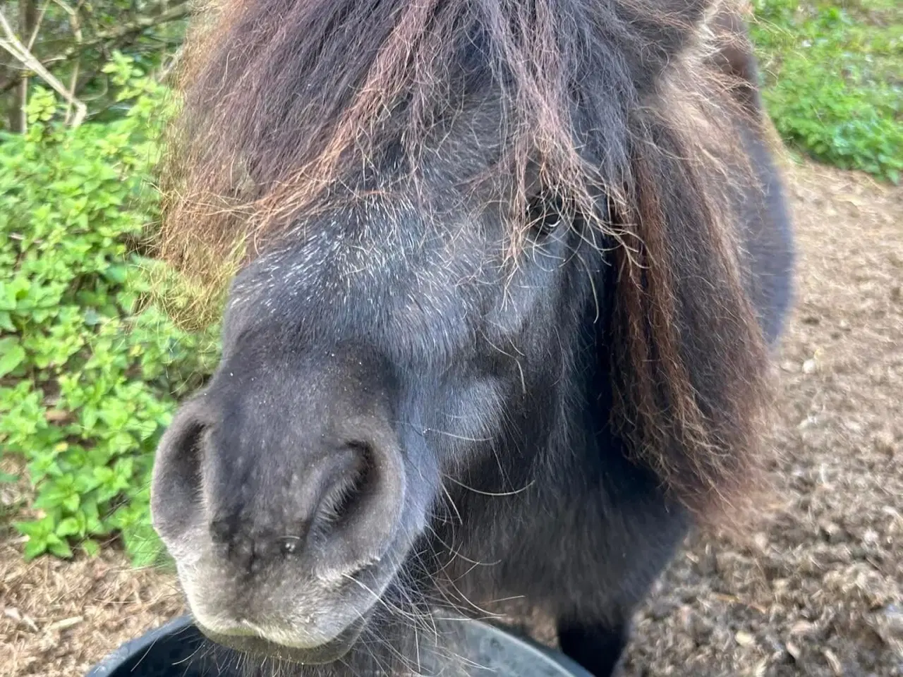 Billede 6 - Charmerende mini shetlænder hoppe sælges 