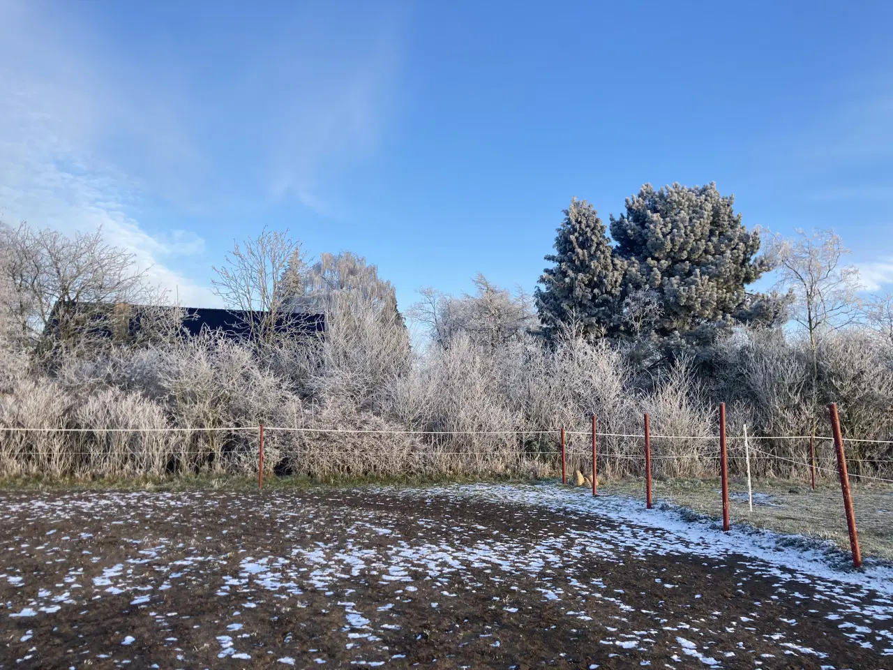 Billede 13 - Opstaldning tilbydes.Rolige og ordentlige forhold