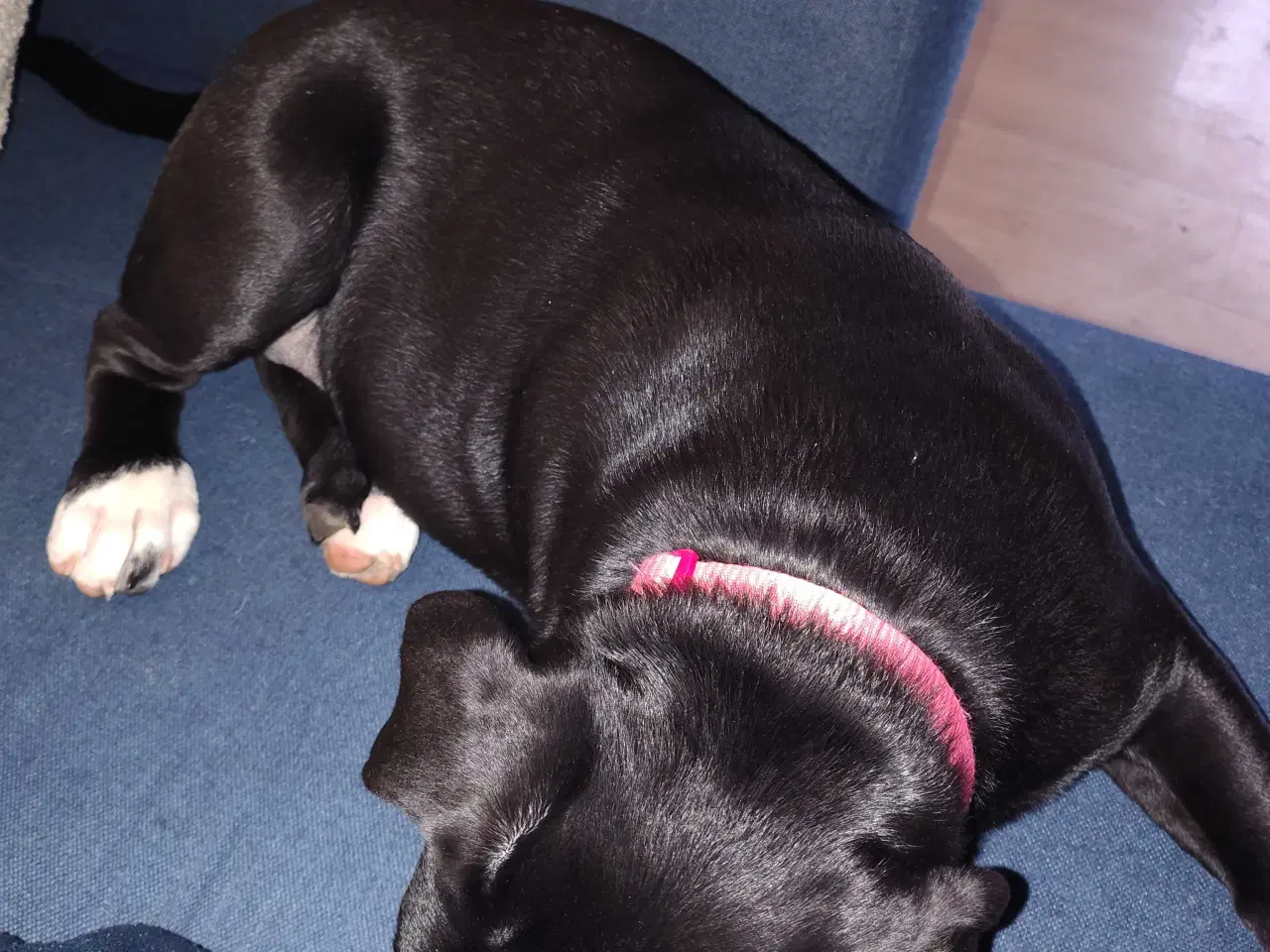 Billede 10 - Skøn tæve balnding