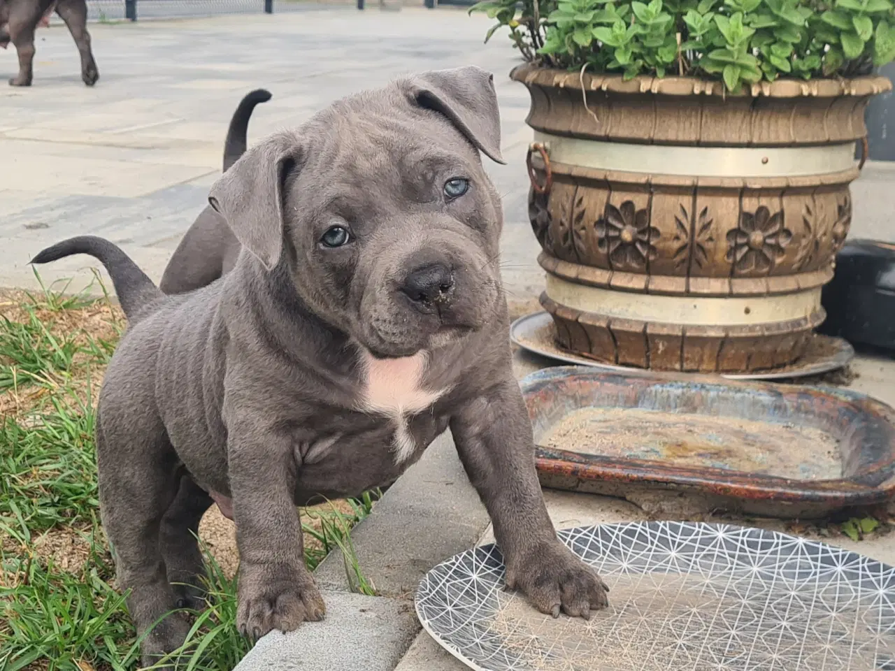 Billede 3 - American Bully Pocket Dreng Blå 