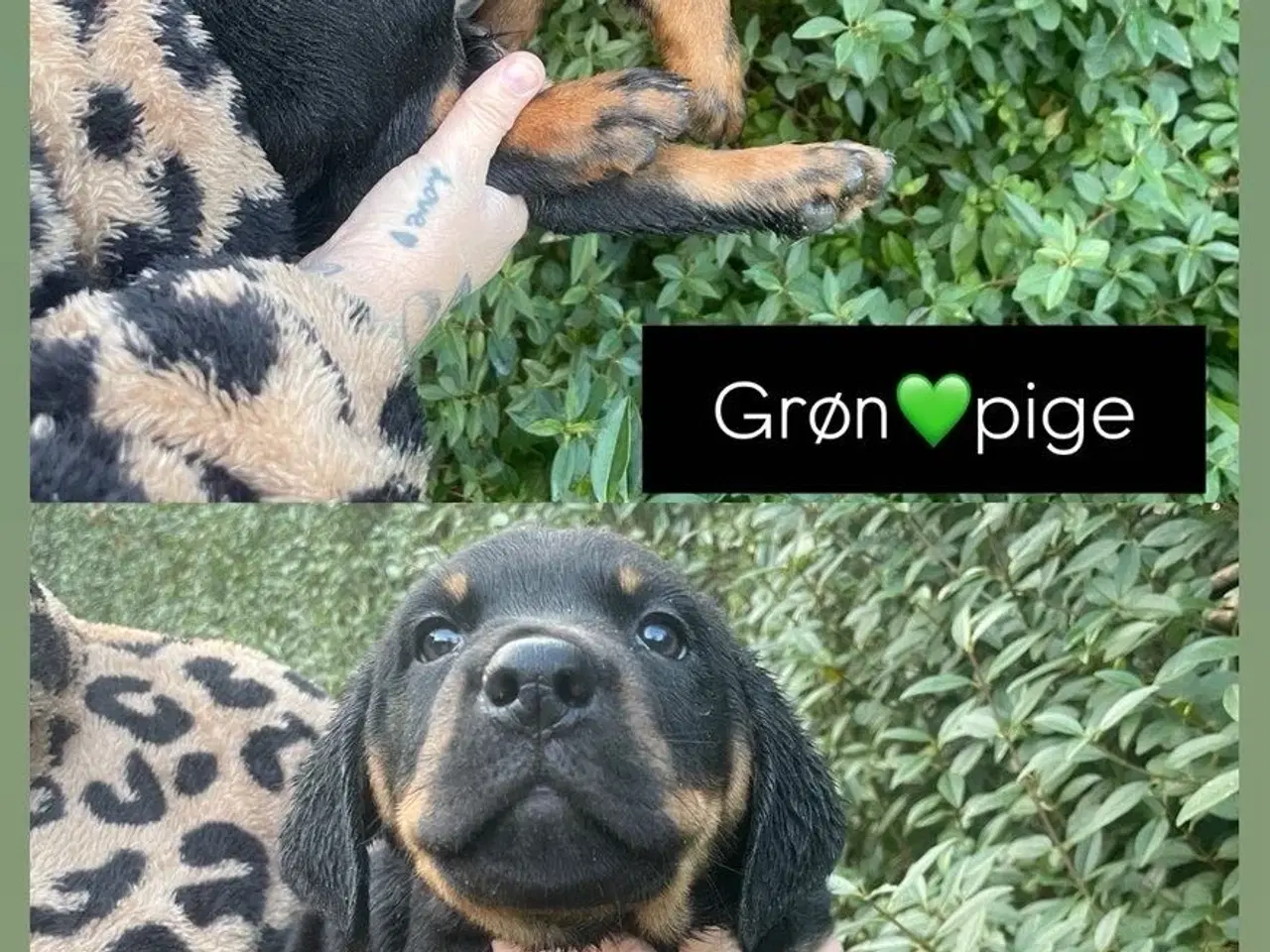 Billede 3 - Rottweiler blanding