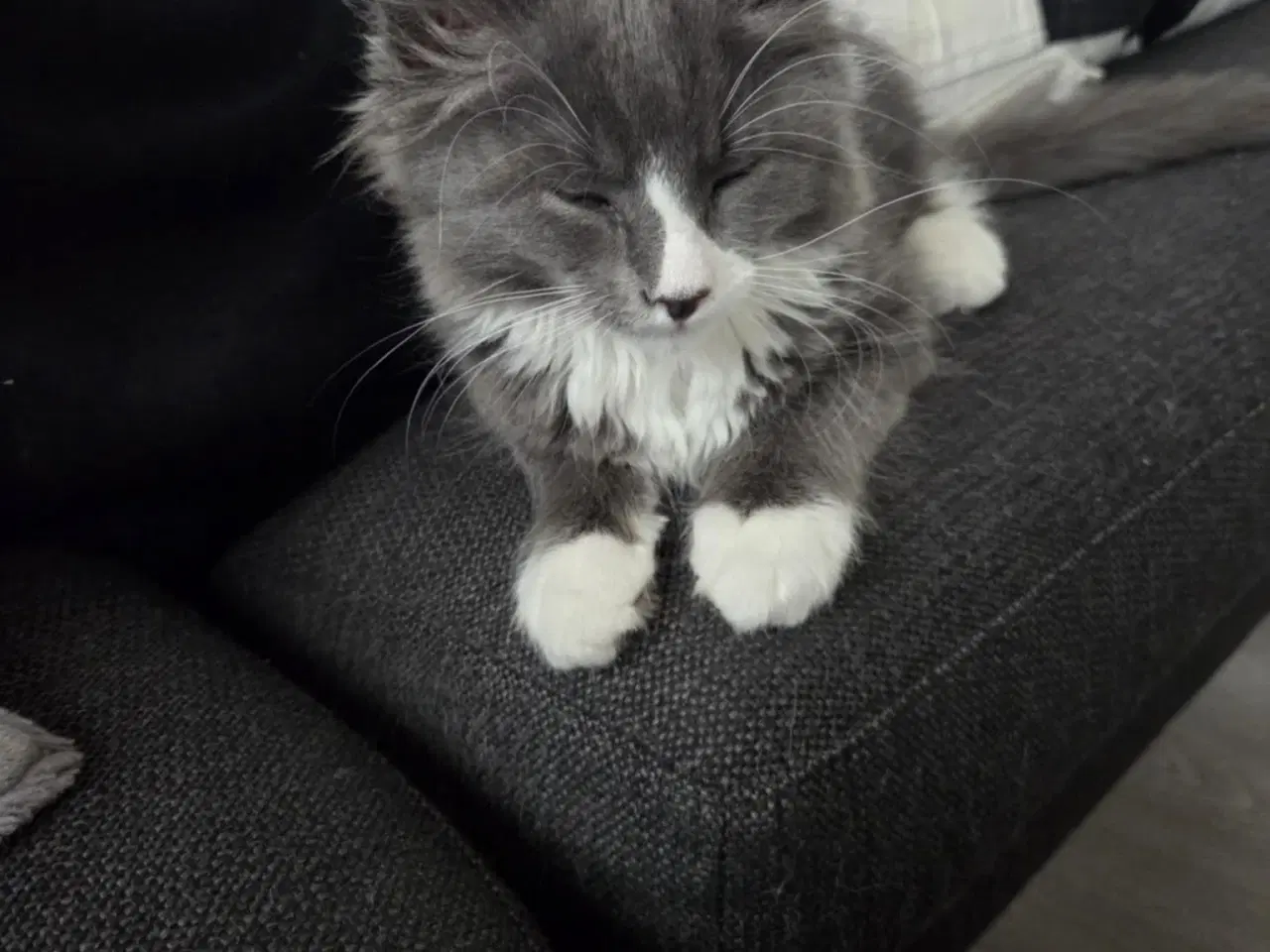 Billede 3 - Maine coon uden stamtavle 
