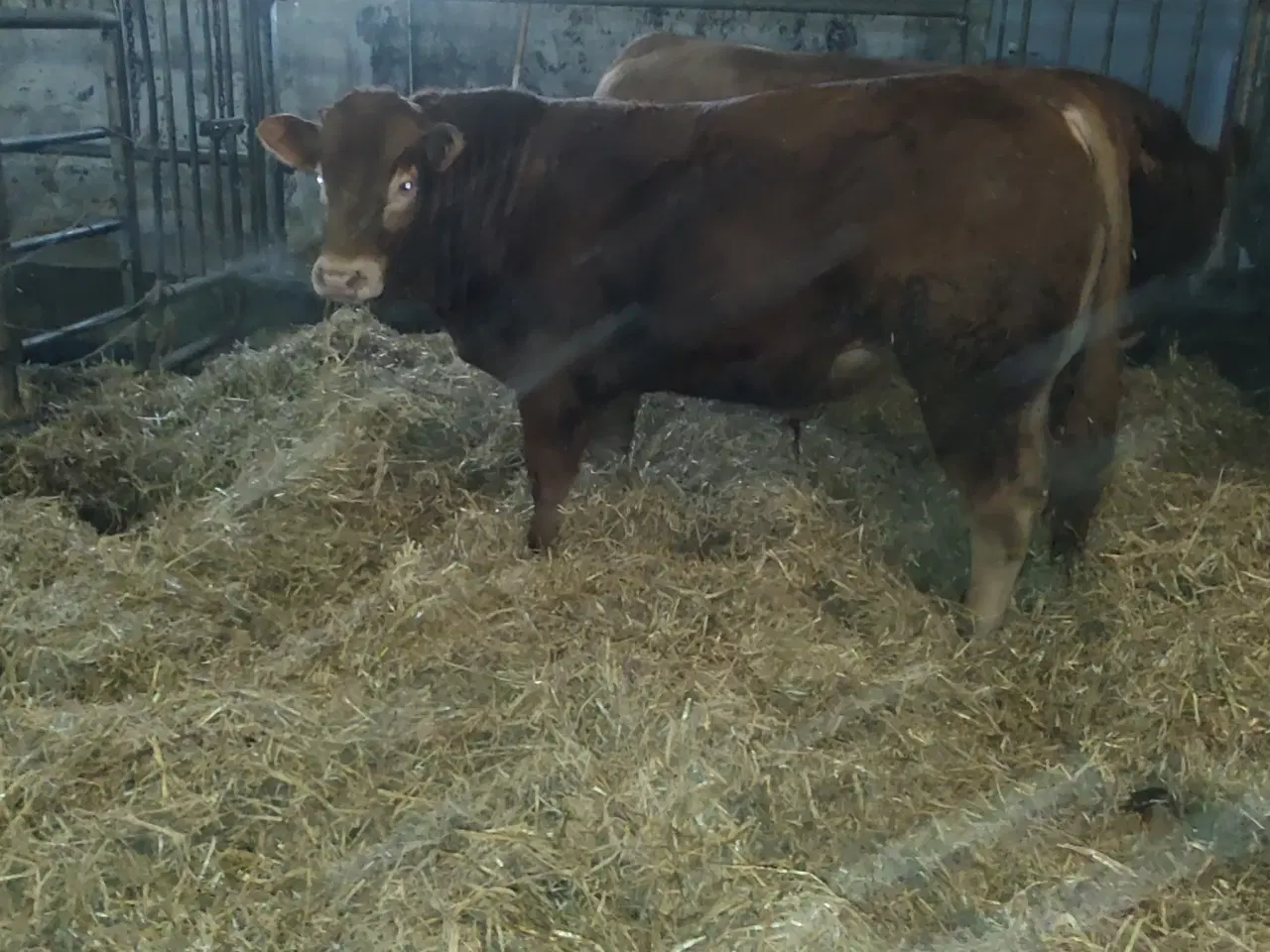 Billede 1 - Limousine Tyr