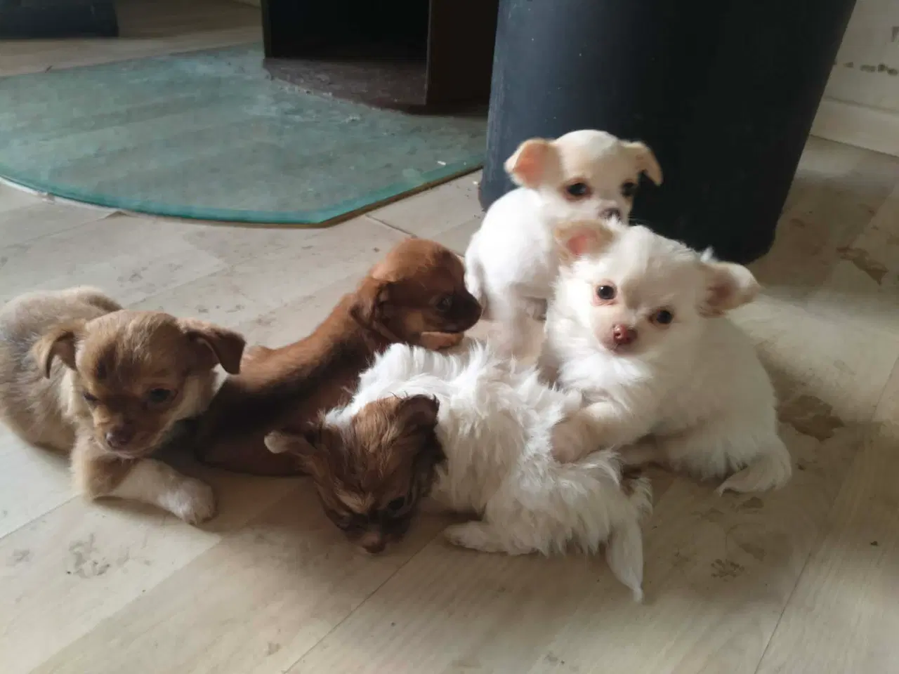 Billede 5 - 5 lækre små Chihuahua hvalpe!