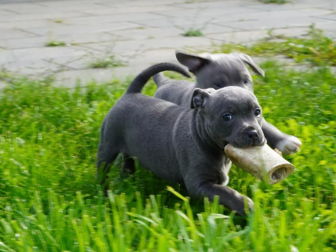 Billede 9 - Engelsk staffordshire bullterrier