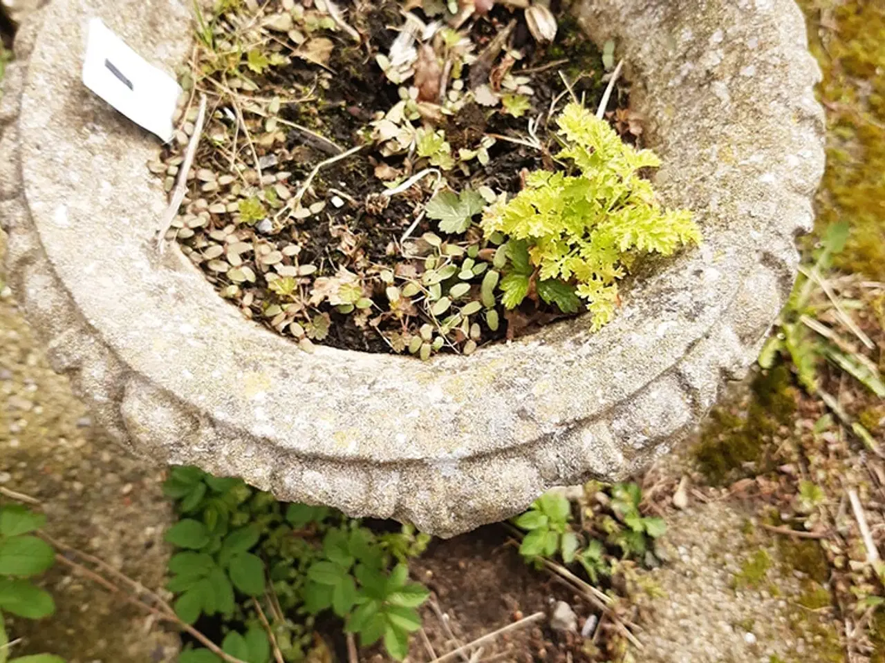 Billede 3 - Havekrukke