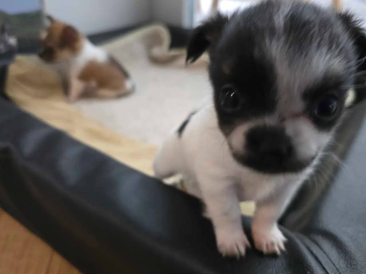 Billede 5 - Chihuahua hvalpe langhåret tæver. 2 stk