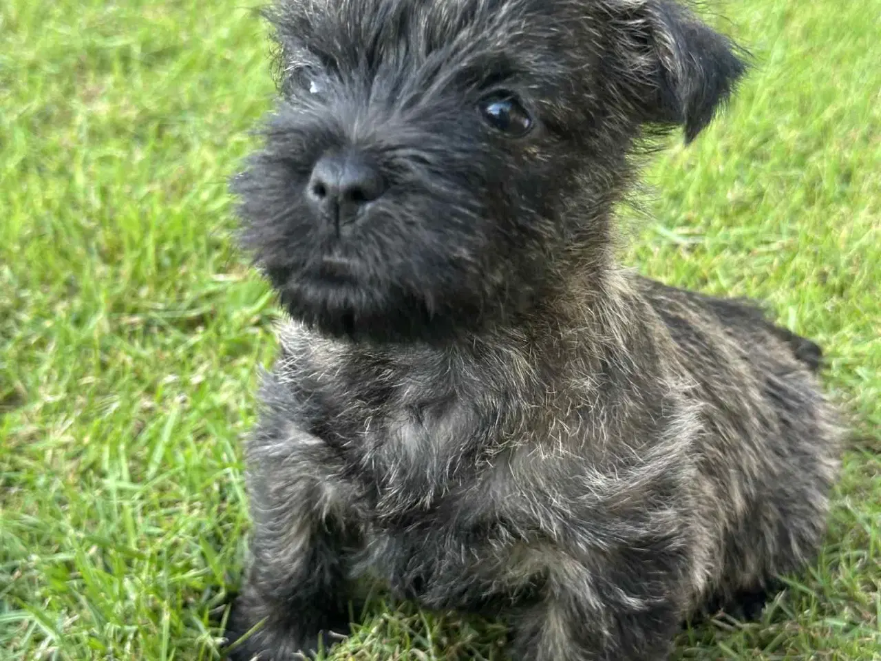 Billede 8 - Cairn terrier hvalpe, ægte uden stambog