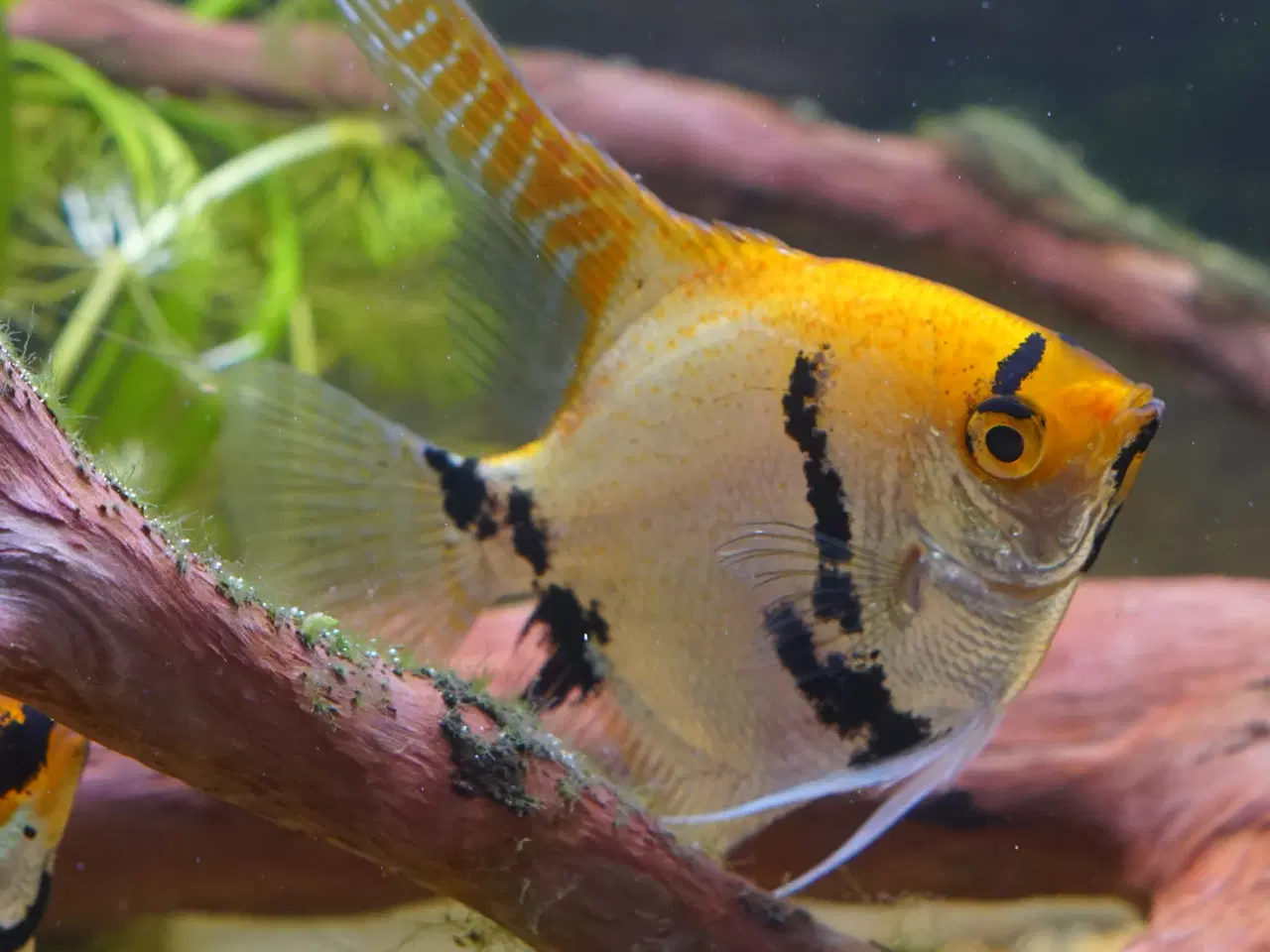 Billede 3 - Koi Scalarer til det store akvarie